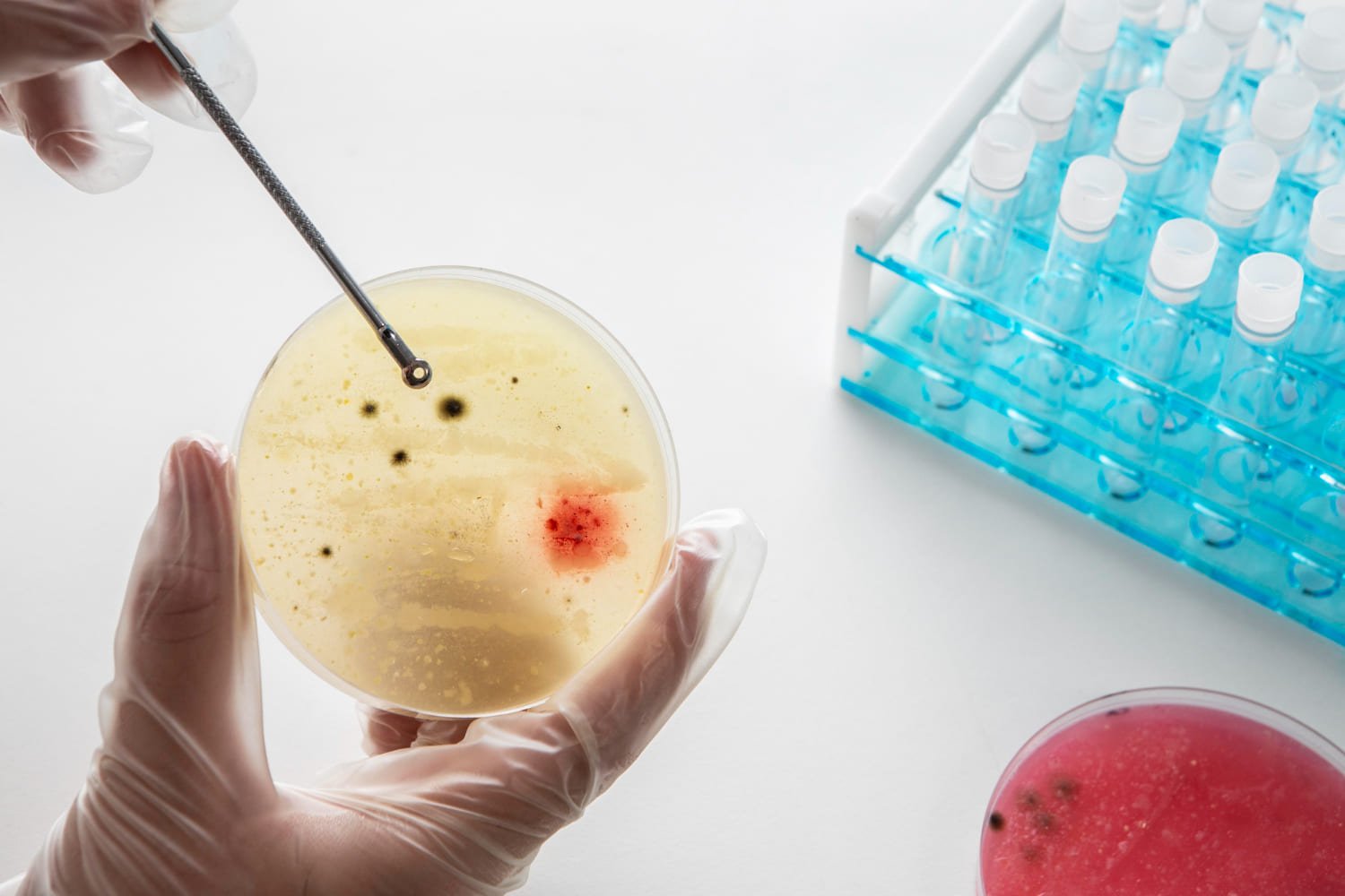 Here’s the translation: Gloved hands holding a Petri dish with residues and an object for detailed analysis. In the background, on a white table, there are test tubes and another Petri dish.